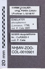 Etikette zu Ignelater phosphoreus (NHMW-ZOO-COL-0010901)